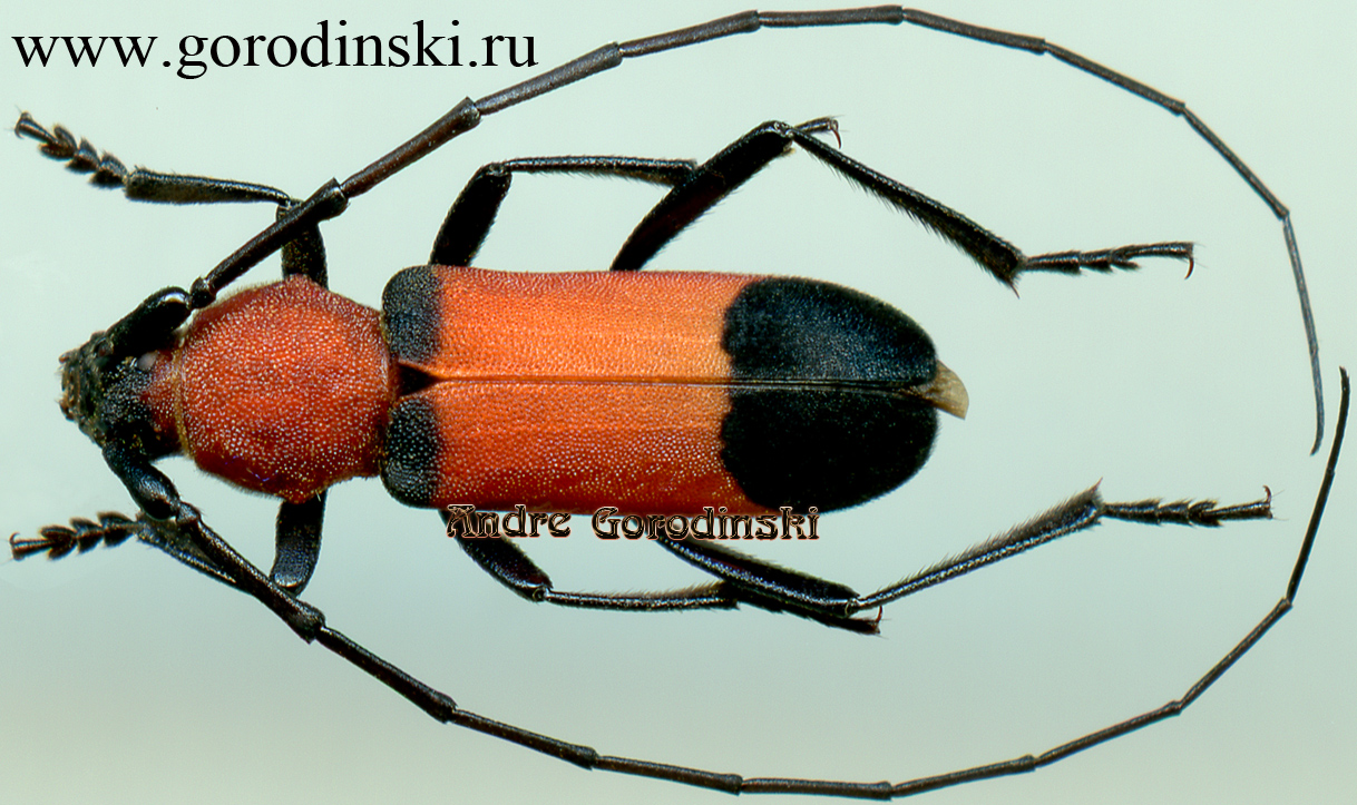 http://www.gorodinski.ru/cerambyx/Purpuricenus zarudnianus.jpg